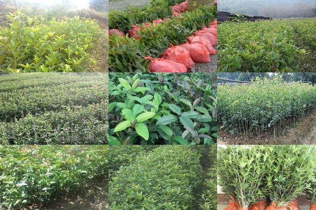 桂花树价格[“含腐植酸水溶肥料”在桂花上的肥效试验报告]1673309489040