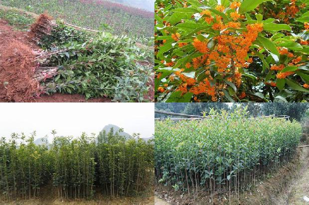 桂花树价格[“含腐植酸水溶肥料”在桂花上的肥效试验报告]1673309489051