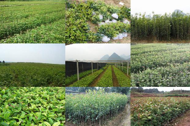 桂花树价格[“含腐植酸水溶肥料”在桂花上的肥效试验报告]1673309489062