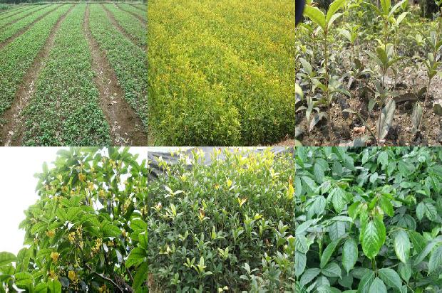 桂花树价格[“含腐植酸水溶肥料”在桂花上的肥效试验报告]1673309489073