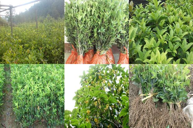桂花树价格[“含腐植酸水溶肥料”在桂花上的肥效试验报告]1673309489084