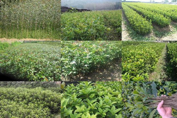 桂花树价格[“含腐植酸水溶肥料”在桂花上的肥效试验报告]1673309489095