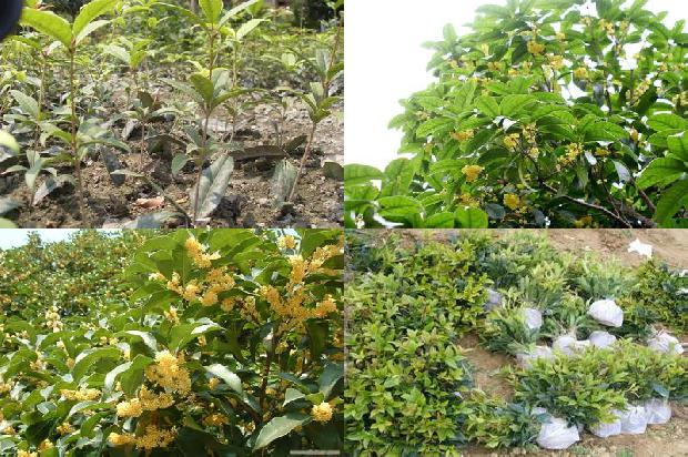 桂花树价格(黄淮地区日光温室桂花精确定量高产栽培技术)1673568685513