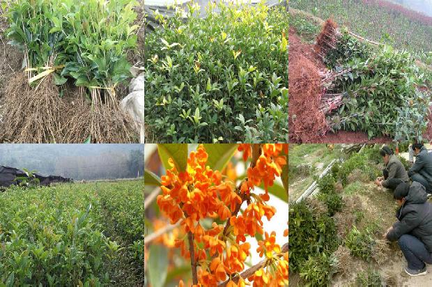 桂花树价格_大棚桂花种植技术及病虫害绿色防控措施1673771949662
