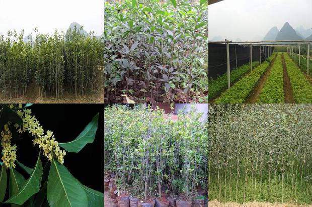 桂花树价格_大棚桂花种植技术及病虫害绿色防控措施1673771949673