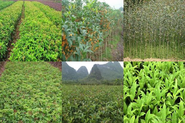 桂花树价格_大棚桂花种植技术及病虫害绿色防控措施1673771949684