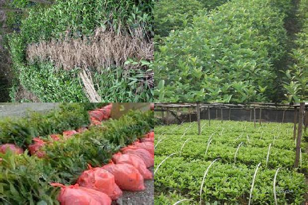 桂花树价格_大棚桂花种植技术及病虫害绿色防控措施1673771949695