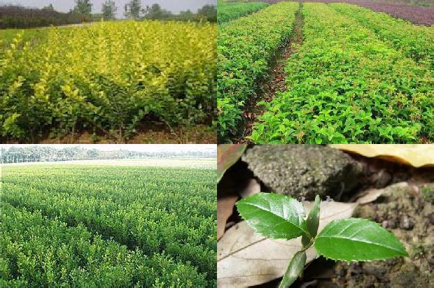 桂花树价格_大棚桂花种植技术及病虫害绿色防控措施1673771949706