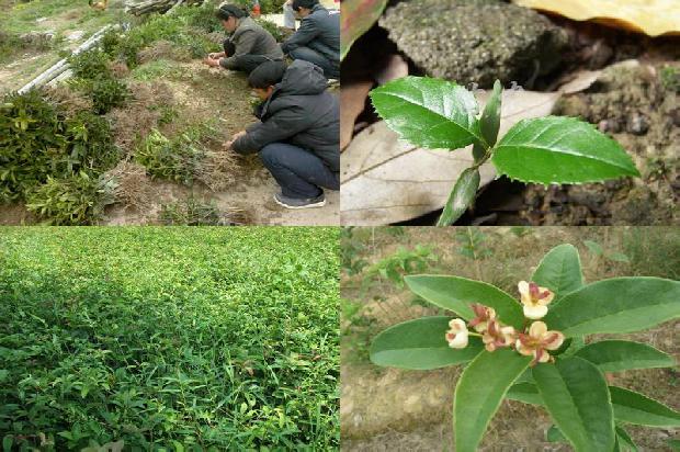 桂花树价格-关于推进和县现代生态桂花产业化的思考1673827761813