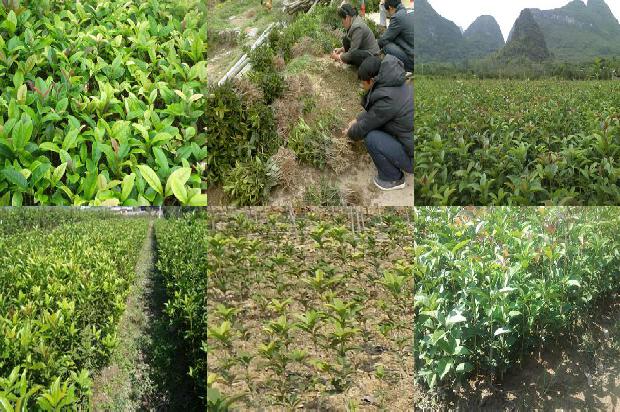 桂花树价格_大棚桂花种植常见问题及解决对策分析1673914157659