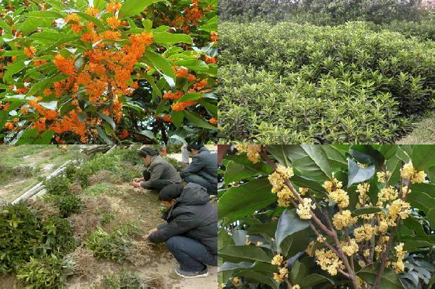 桂花树价格_大棚桂花种植常见问题及解决对策分析1673914157670