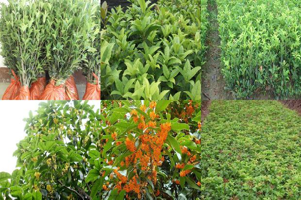 桂花树价格:桂花树汁对旋毛虫幼虫杀灭效果研究1674086971976