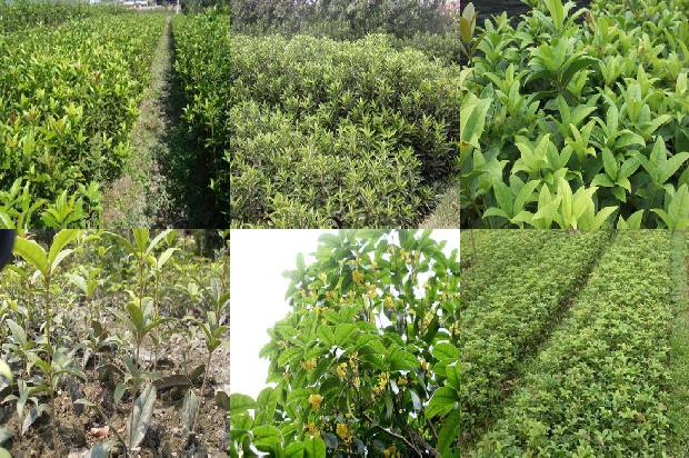 桂花树价格:桂花树汁对旋毛虫幼虫杀灭效果研究1674086971987