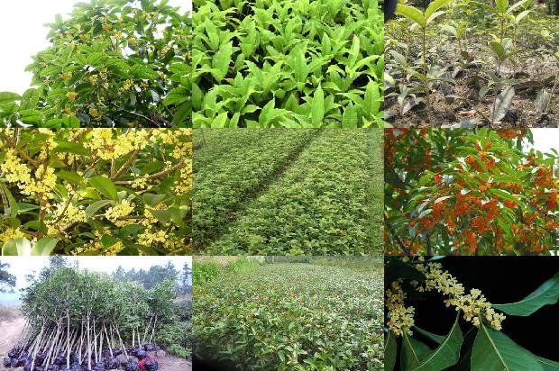 桂花树价格:桂花树汁对旋毛虫幼虫杀灭效果研究1674086971998