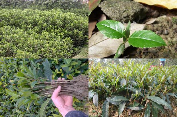桂花树价格:桂花树汁对旋毛虫幼虫杀灭效果研究1674086972009