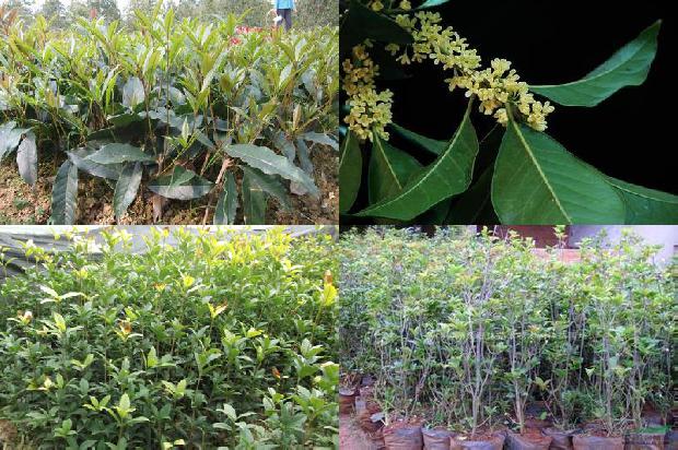 桂花树价格:深秋的桂花树络与牵牛子1674173367633