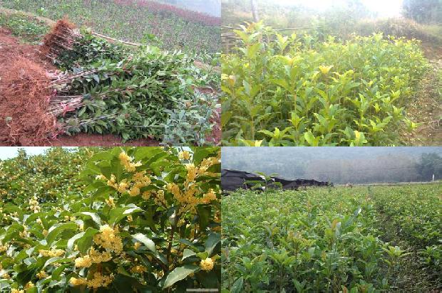 桂花树价格:深秋的桂花树络与牵牛子1674173367644