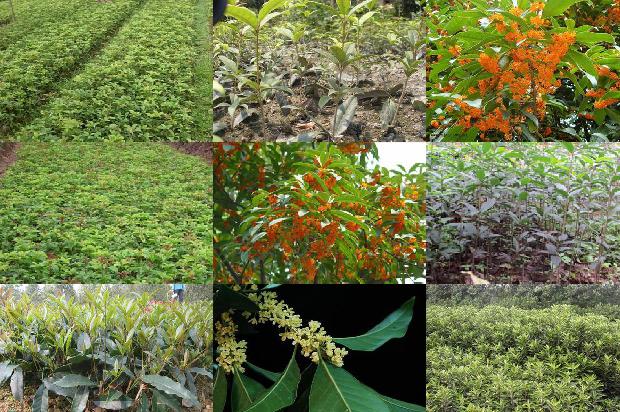 桂花树价格:深秋的桂花树络与牵牛子1674173367688
