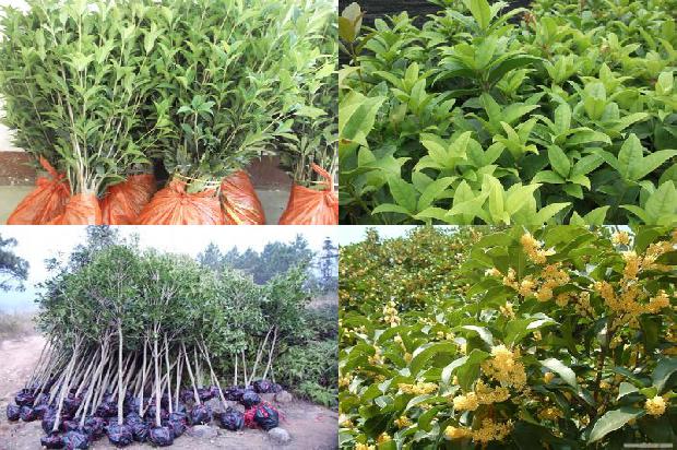 桂花树价格-河北省“青贮桂花 + 养殖”种养结合模式经济效益分析1674346155794