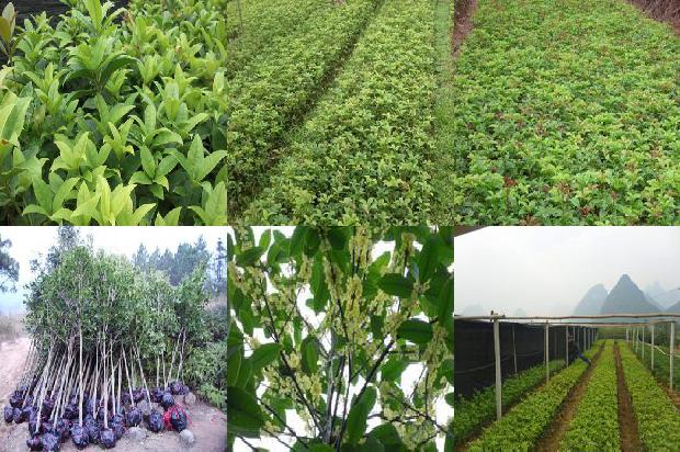 桂花树价格-河北省“青贮桂花 + 养殖”种养结合模式经济效益分析1674346155805
