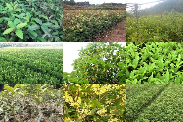 桂花树价格-河北省“青贮桂花 + 养殖”种养结合模式经济效益分析1674346155816