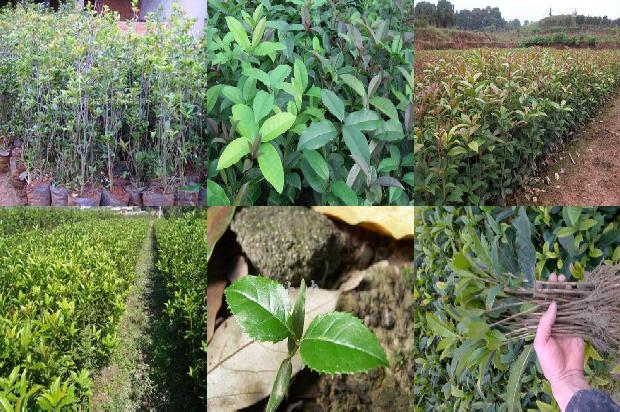 桂花树价格-河北省“青贮桂花 + 养殖”种养结合模式经济效益分析1674346155827