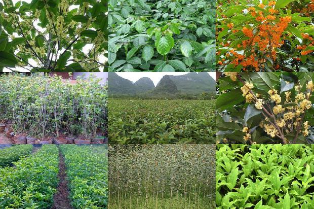 桂花树价格-河北省“青贮桂花 + 养殖”种养结合模式经济效益分析1674346155838