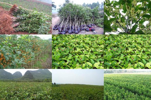 桂花树价格-设施桂花栽培技术1674518961153