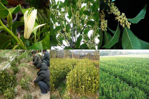 桂花树价格[关于征集桂花安全生产管理新技术、新产品、新模式的启事]1674691767388
