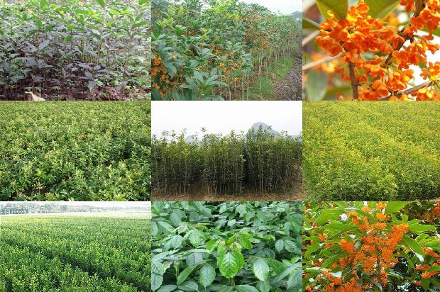 桂花树价格[关于征集桂花安全生产管理新技术、新产品、新模式的启事]1674691767400