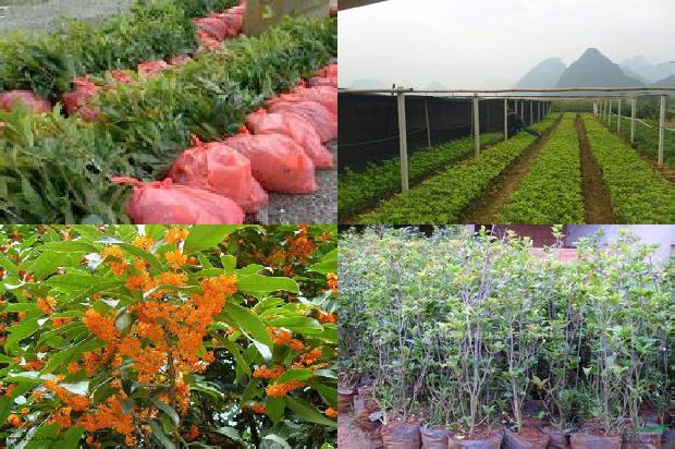 桂花树价格[关于征集桂花安全生产管理新技术、新产品、新模式的启事]1674691767411
