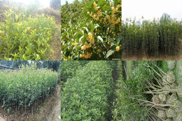 桂花树价格[关于征集桂花安全生产管理新技术、新产品、新模式的启事]1674691767422