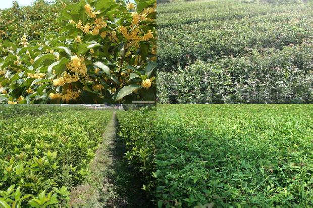 桂花树价格[关于征集桂花安全生产管理新技术、新产品、新模式的启事]1674691767434