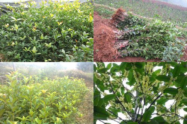 桂花树价格_北方桂花树病虫害防治的关键手段研究1674864568363