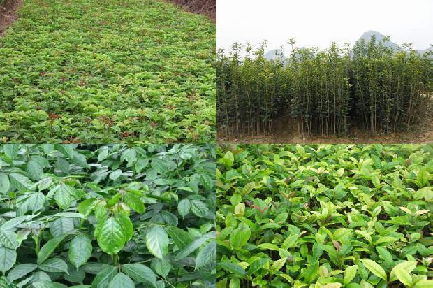 桂花树价格_北方桂花树病虫害防治的关键手段研究1674864568375