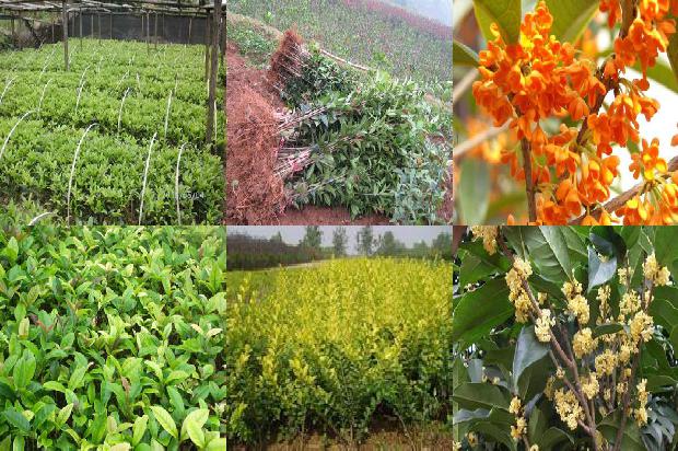 桂花树价格_北方桂花树病虫害防治的关键手段研究1674864568386