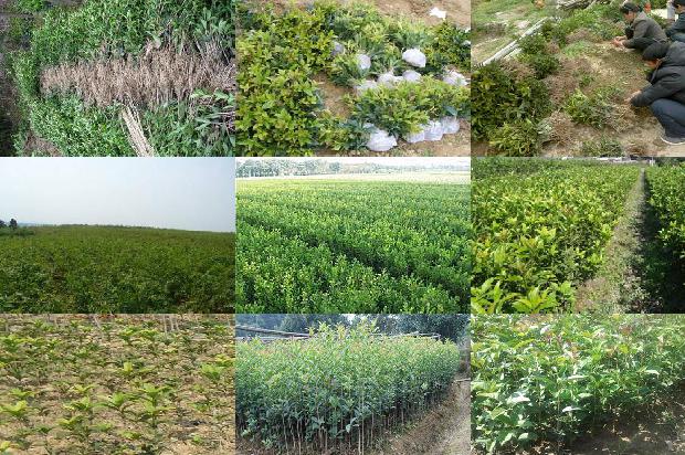 桂花树价格_北方桂花树病虫害防治的关键手段研究1674864568397