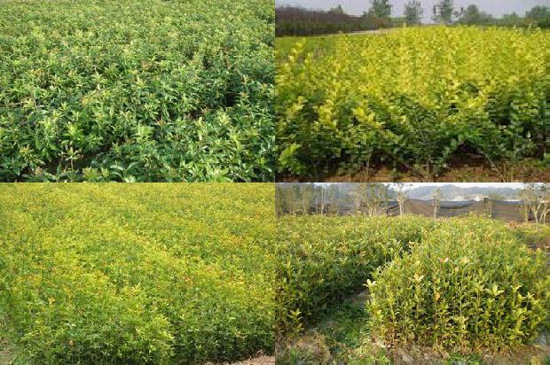 桂花树价格_北方桂花树病虫害防治的关键手段研究1674864568408
