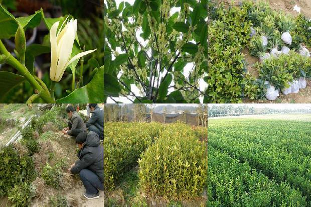 桂花树价格[浅析桂花树管理中农业技术推广应用]1675210185883