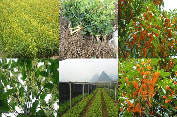 桂花树价格-桂花植株整形的研究综述1675382960937