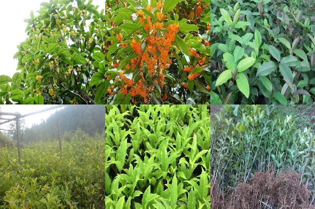 桂花树价格-桂花植株整形的研究综述1675382960971