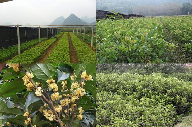 桂花树价格-桂花植株整形的研究综述1675382960982
