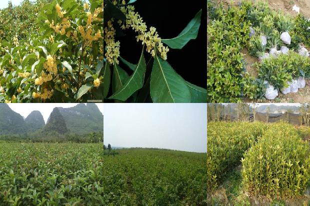 桂花树价格_现代农业的桂花栽培技术要点分析1675493662637