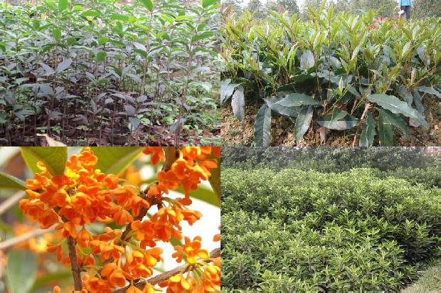 桂花树价格_现代农业的桂花栽培技术要点分析1675493662648
