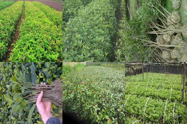 桂花树价格_现代农业的桂花栽培技术要点分析1675493662670