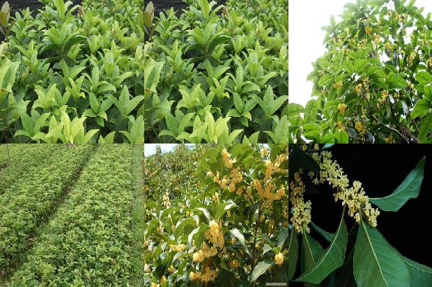 桂花树价格_苹果桂花吃错部位堪比毒药1675820802299