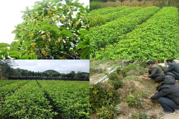 桂花树价格:这些桂花有毒1675901375700
