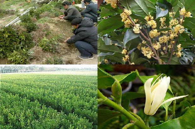 桂花树价格:这些桂花有毒1675901375755