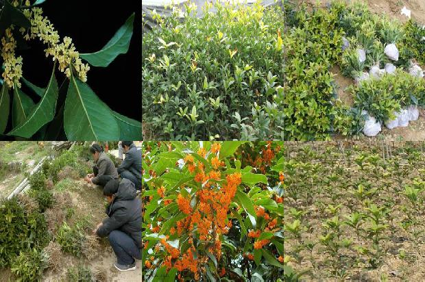 桂花树价格:这些桂花有毒1675901375766
