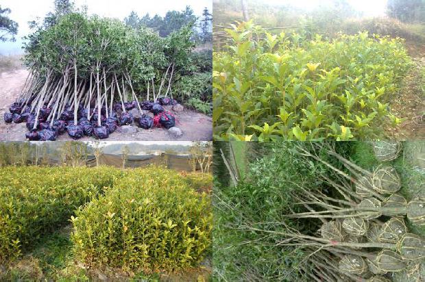桂花树价格(山东威海：海水中长出有机桂花)1676160565881
